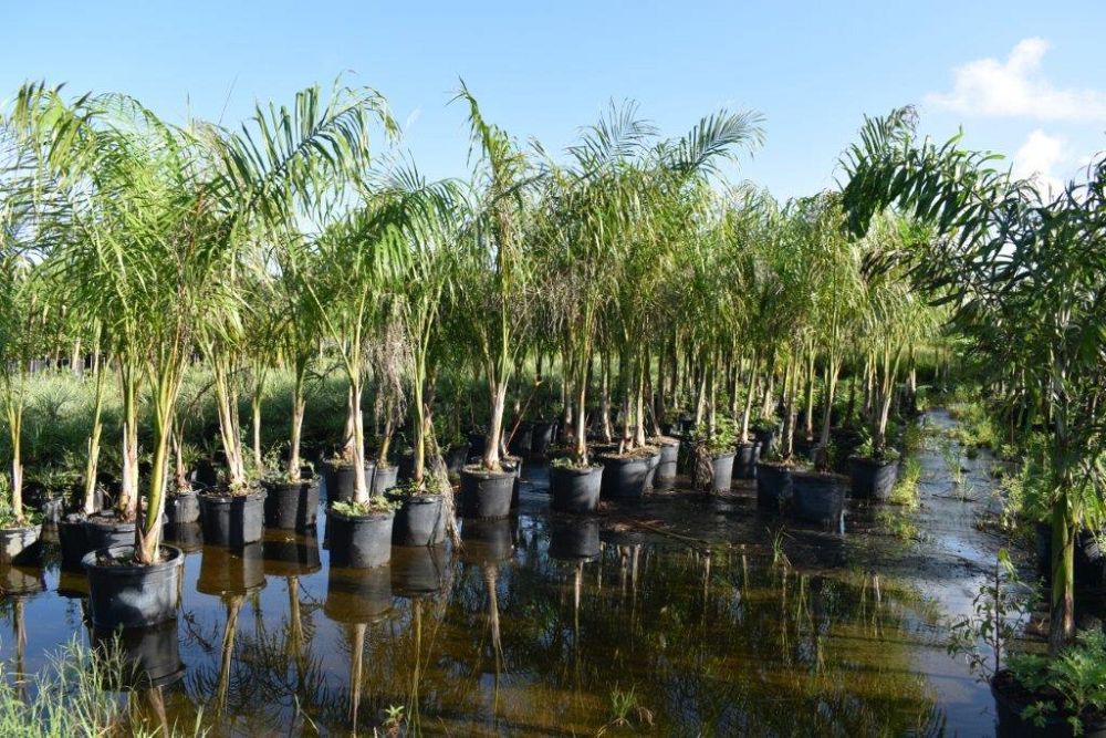 roystonea-regia-roystonea-elata-florida-royal-palm-cuban-royal-palm-royal-palm