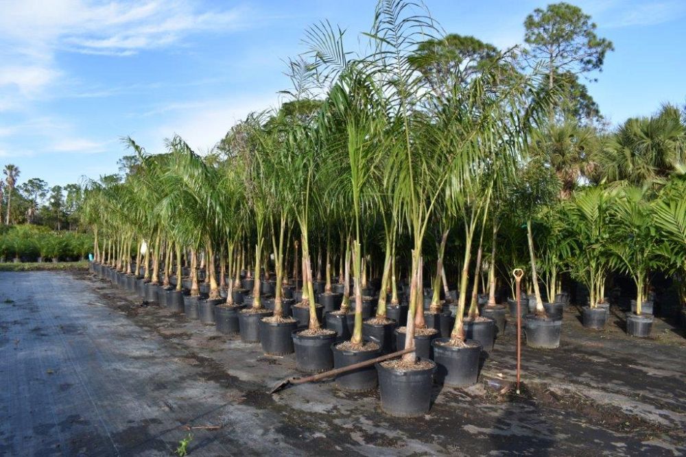 roystonea-regia-roystonea-elata-florida-royal-palm-cuban-royal-palm-royal-palm
