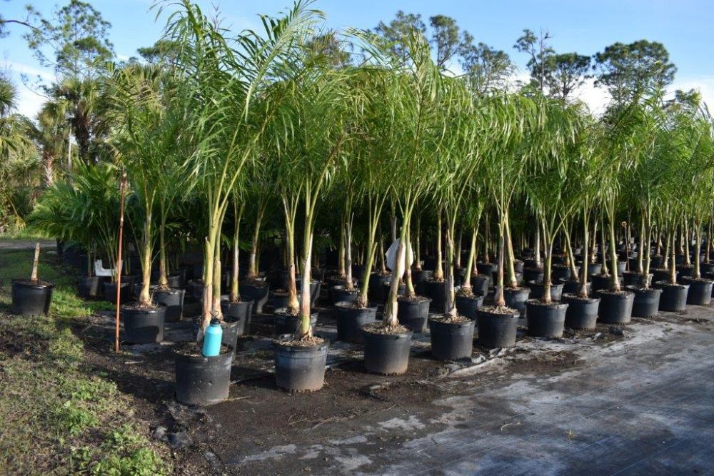 roystonea-regia-roystonea-elata-florida-royal-palm-cuban-royal-palm-royal-palm