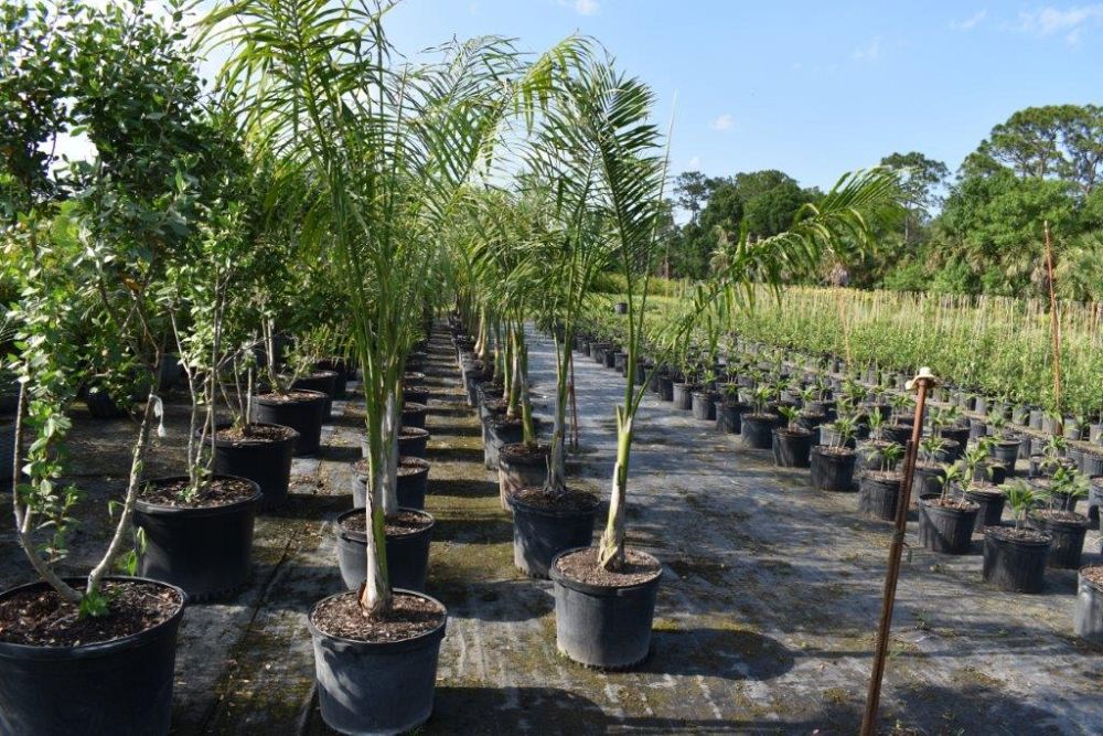 roystonea-regia-roystonea-elata-florida-royal-palm-cuban-royal-palm-royal-palm