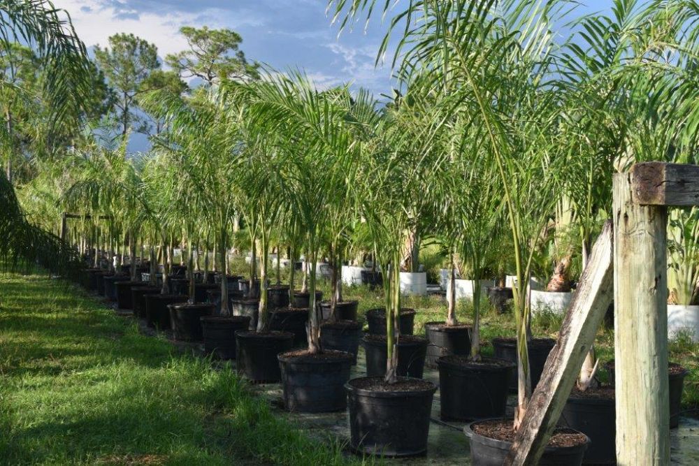 roystonea-regia-roystonea-elata-florida-royal-palm-cuban-royal-palm-royal-palm