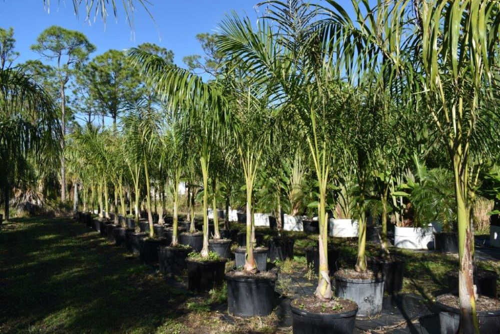 roystonea-regia-roystonea-elata-florida-royal-palm-cuban-royal-palm-royal-palm