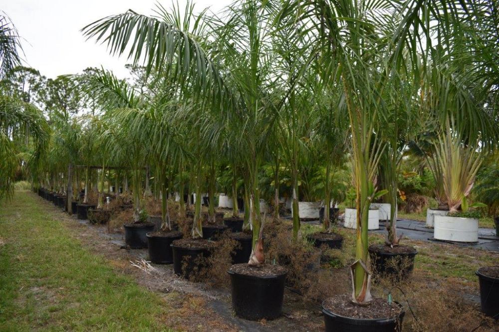 roystonea-regia-roystonea-elata-florida-royal-palm-cuban-royal-palm-royal-palm