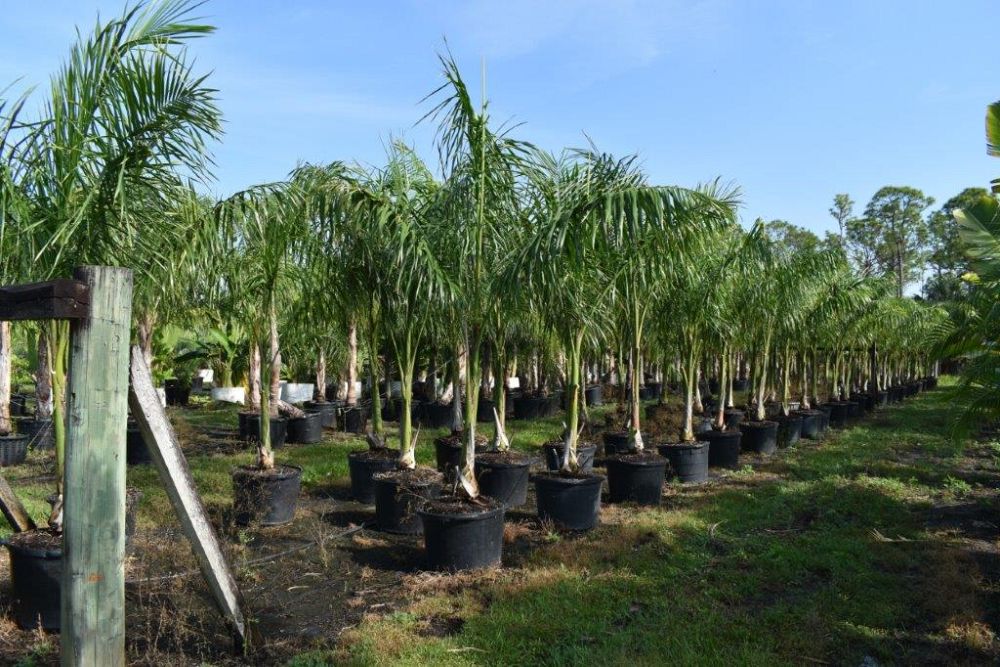 roystonea-regia-roystonea-elata-florida-royal-palm-cuban-royal-palm-royal-palm