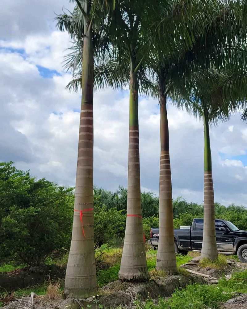 roystonea-regia-roystonea-elata-florida-royal-palm-cuban-royal-palm-royal-palm