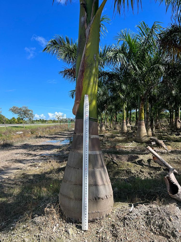 roystonea-regia-roystonea-elata-florida-royal-palm-cuban-royal-palm-royal-palm