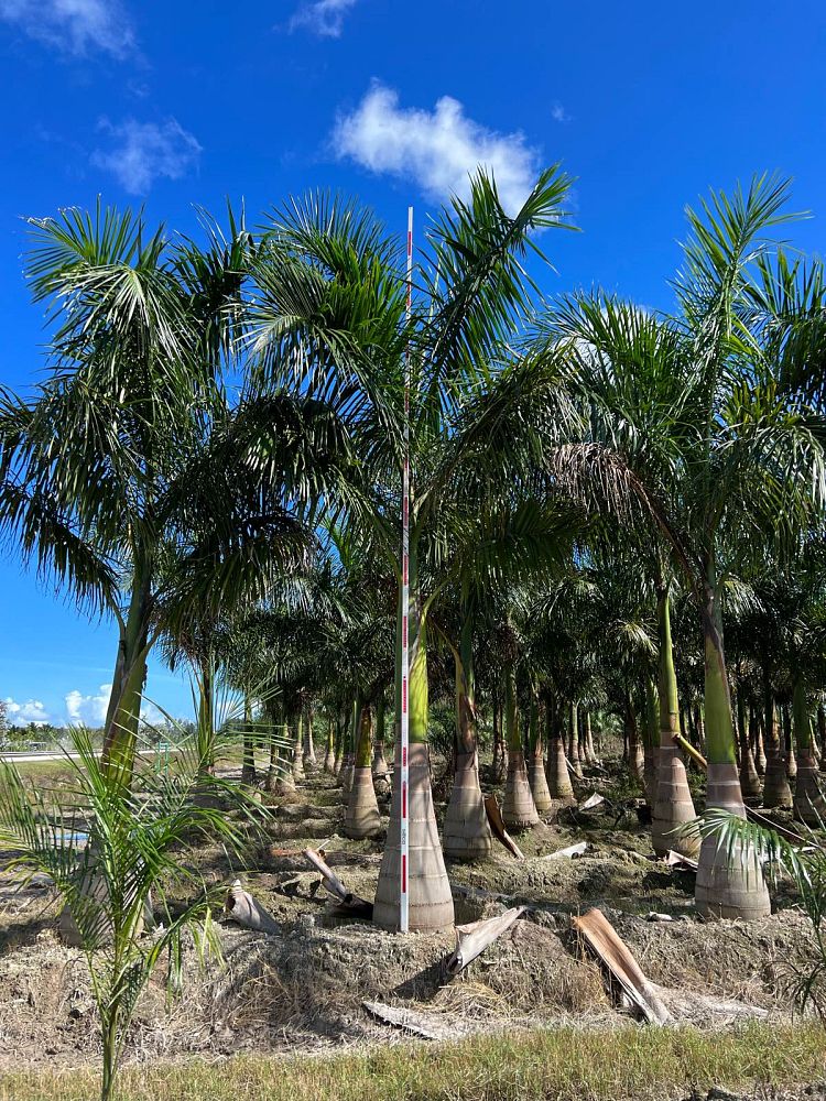 roystonea-regia-roystonea-elata-florida-royal-palm-cuban-royal-palm-royal-palm