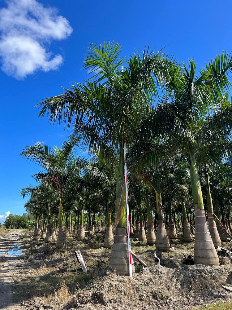 roystonea-regia-roystonea-elata-florida-royal-palm-cuban-royal-palm-royal-palm