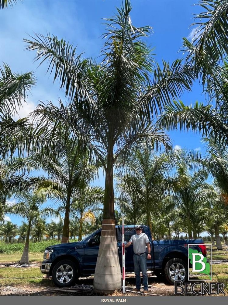 roystonea-regia-roystonea-elata-florida-royal-palm-cuban-royal-palm-royal-palm