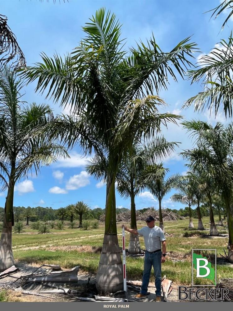 roystonea-regia-roystonea-elata-florida-royal-palm-cuban-royal-palm-royal-palm
