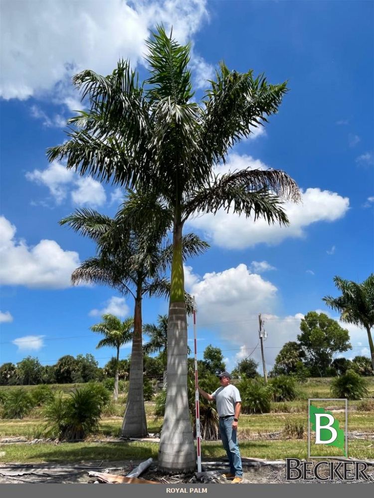 roystonea-regia-roystonea-elata-florida-royal-palm-cuban-royal-palm-royal-palm