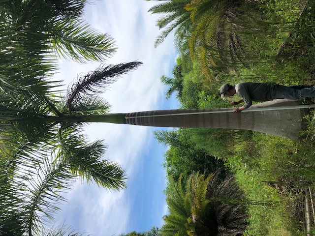 roystonea-regia-roystonea-elata-florida-royal-palm-cuban-royal-palm-royal-palm