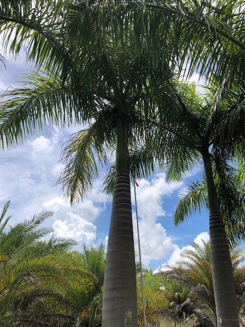 roystonea-regia-roystonea-elata-florida-royal-palm-cuban-royal-palm-royal-palm