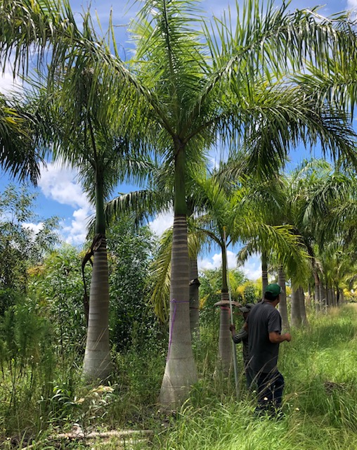 roystonea-regia-roystonea-elata-florida-royal-palm-cuban-royal-palm-royal-palm