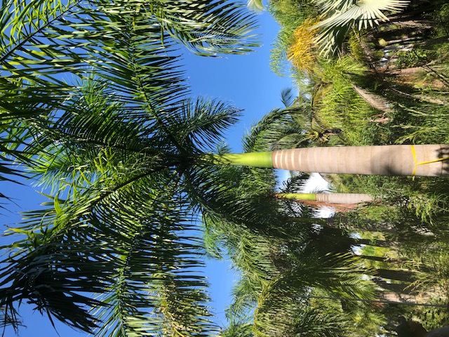 roystonea-regia-roystonea-elata-florida-royal-palm-cuban-royal-palm-royal-palm
