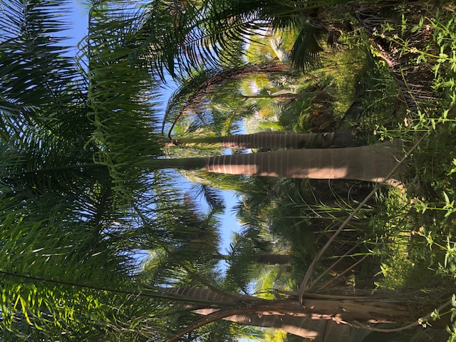 roystonea-regia-roystonea-elata-florida-royal-palm-cuban-royal-palm-royal-palm