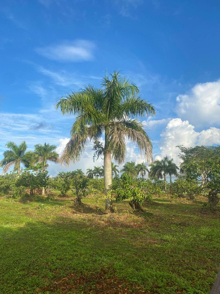 roystonea-regia-roystonea-elata-florida-royal-palm-cuban-royal-palm-royal-palm
