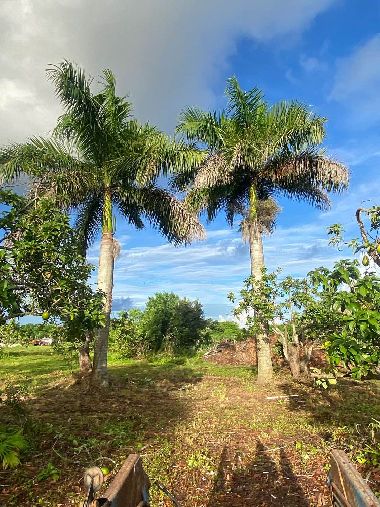 roystonea-regia-roystonea-elata-florida-royal-palm-cuban-royal-palm-royal-palm