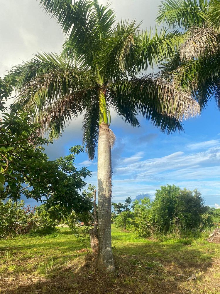 roystonea-regia-roystonea-elata-florida-royal-palm-cuban-royal-palm-royal-palm