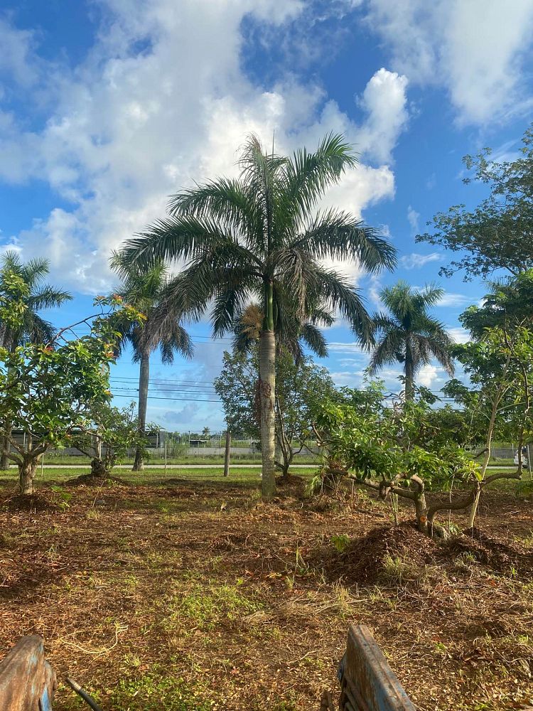 roystonea-regia-roystonea-elata-florida-royal-palm-cuban-royal-palm-royal-palm