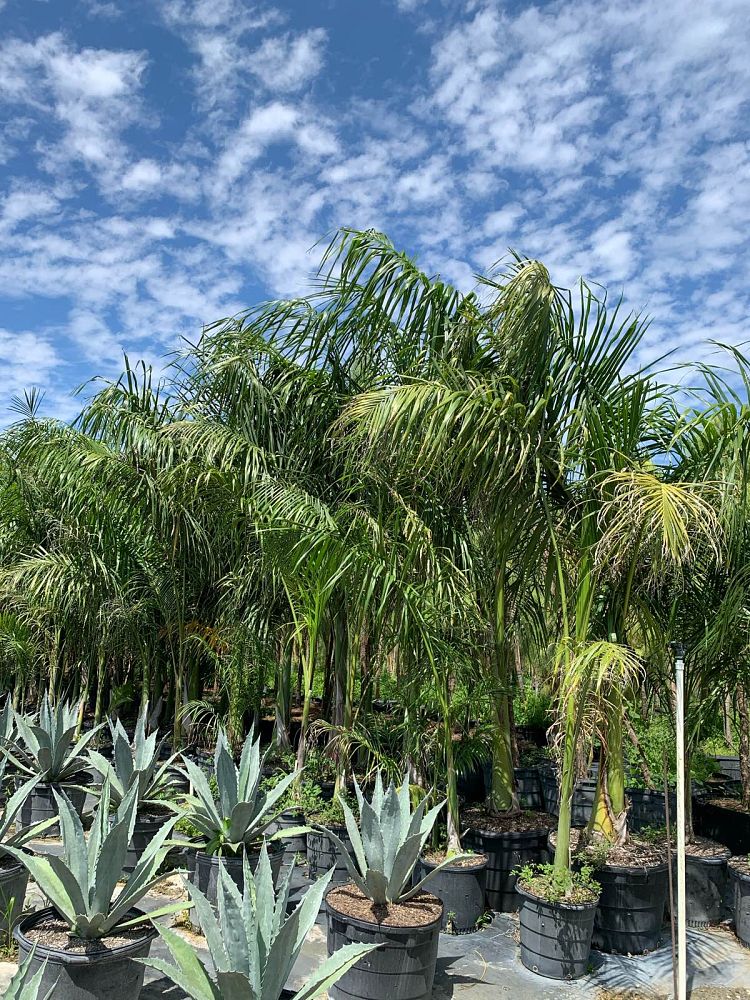 roystonea-regia-roystonea-elata-florida-royal-palm-cuban-royal-palm-royal-palm