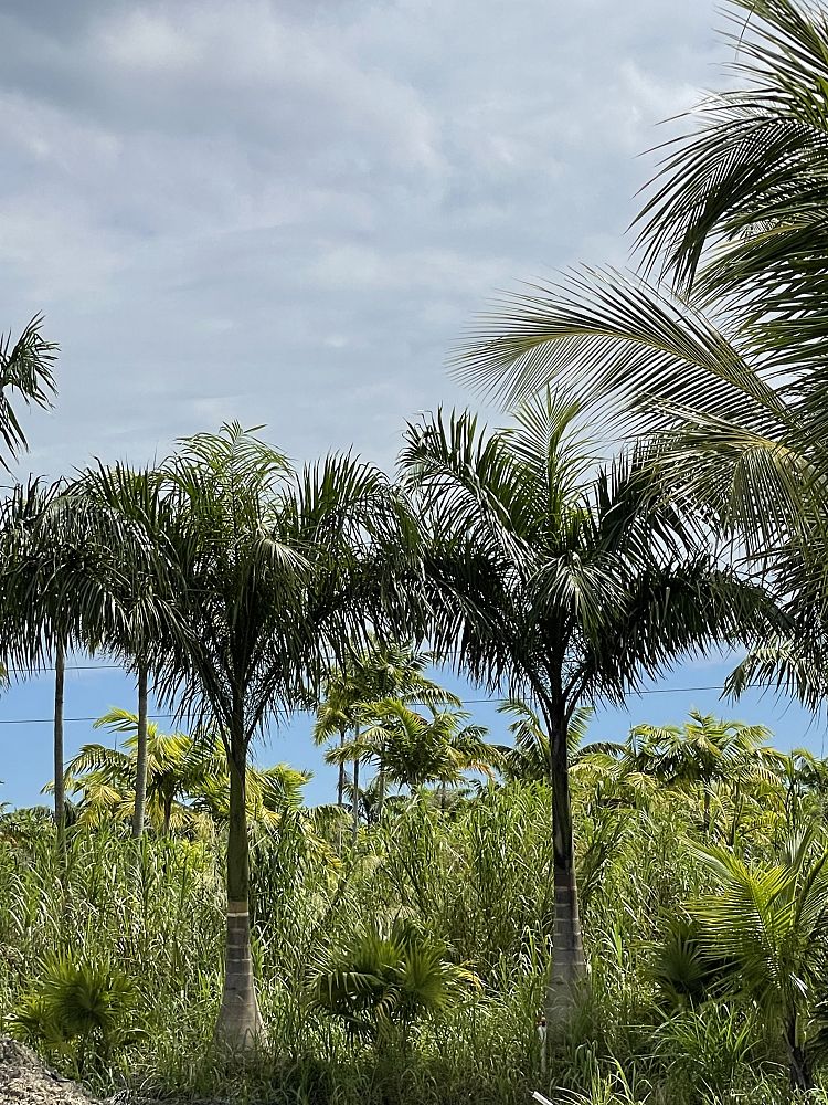 roystonea-regia-roystonea-elata-florida-royal-palm-cuban-royal-palm-royal-palm