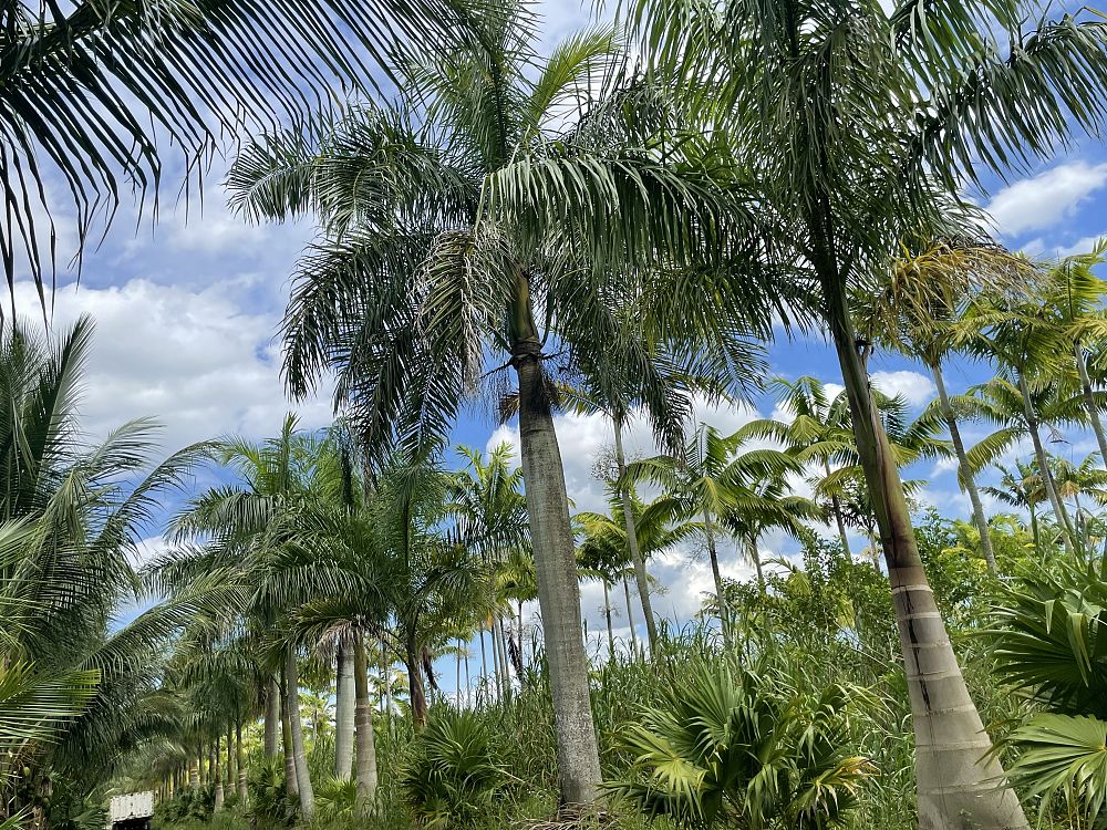 roystonea-regia-roystonea-elata-florida-royal-palm-cuban-royal-palm-royal-palm