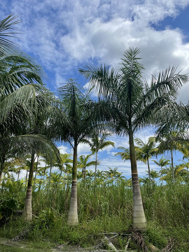 roystonea-regia-roystonea-elata-florida-royal-palm-cuban-royal-palm-royal-palm