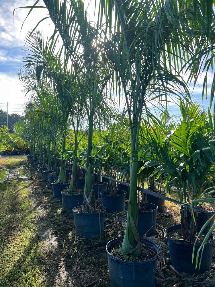 roystonea-regia-roystonea-elata-florida-royal-palm-cuban-royal-palm-royal-palm