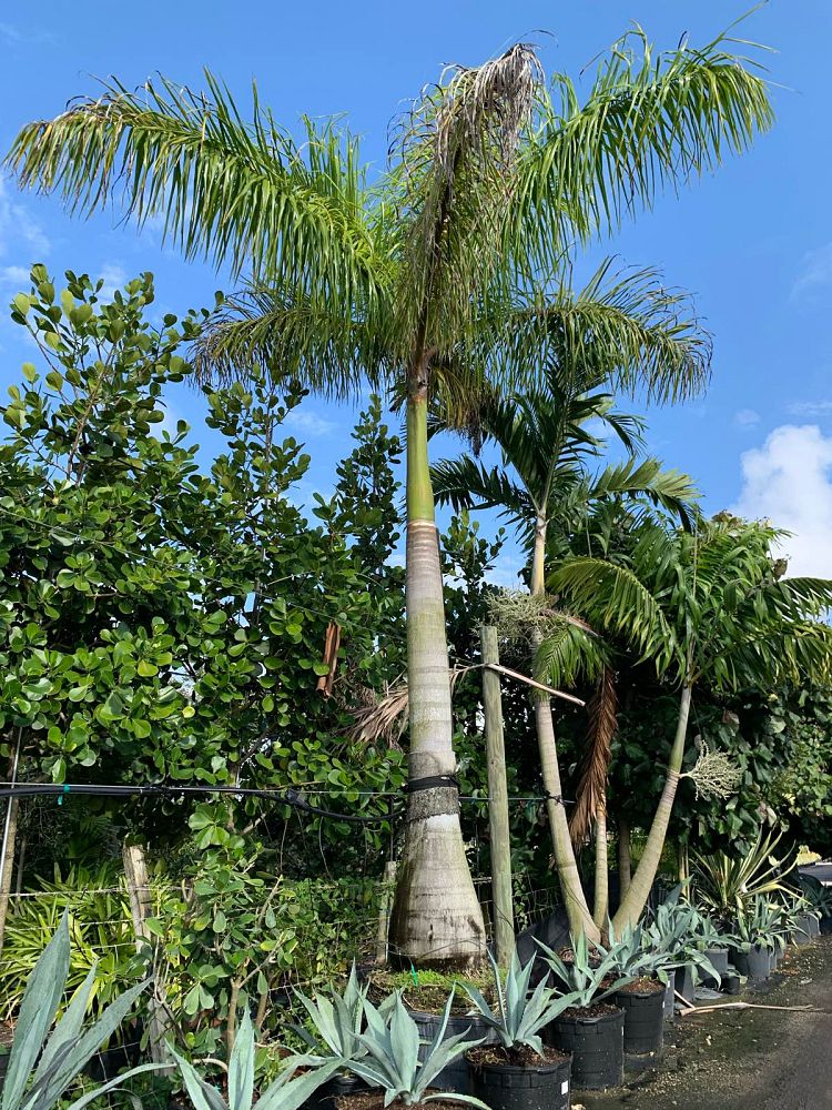 roystonea-regia-roystonea-elata-florida-royal-palm-cuban-royal-palm-royal-palm