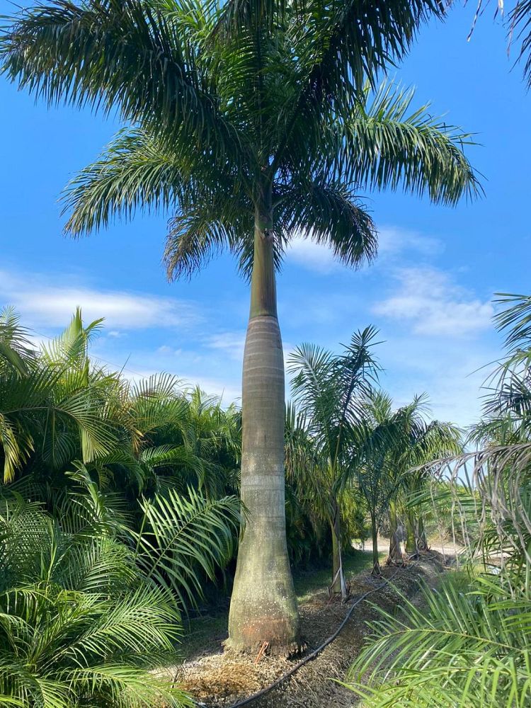roystonea-regia-roystonea-elata-florida-royal-palm-cuban-royal-palm-royal-palm