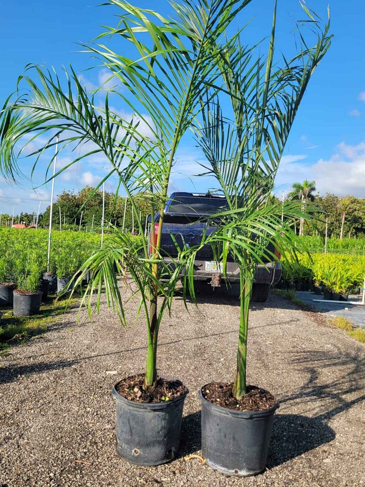 roystonea-regia-roystonea-elata-florida-royal-palm-cuban-royal-palm-royal-palm