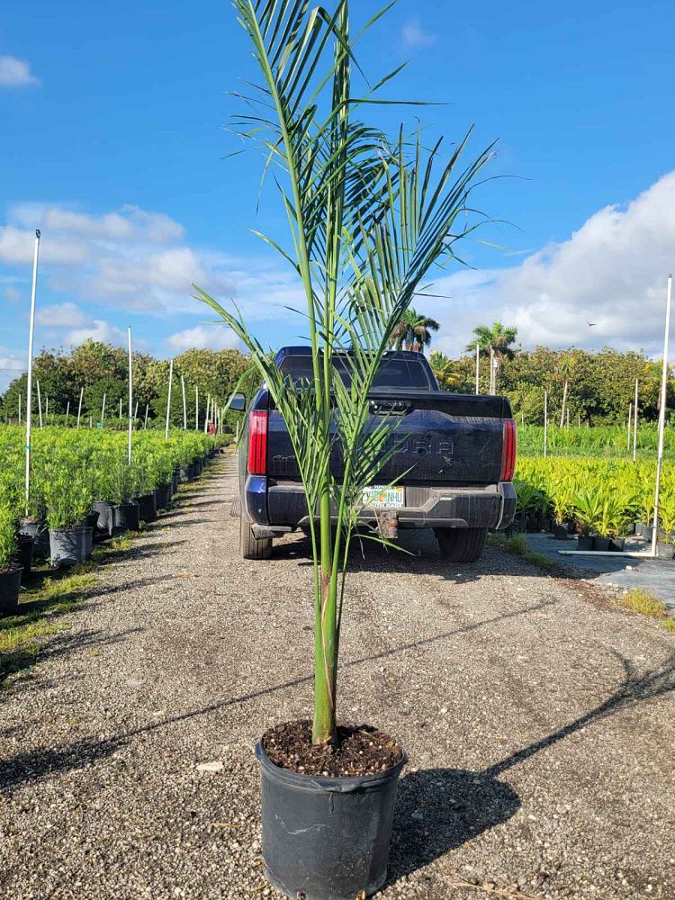 roystonea-regia-roystonea-elata-florida-royal-palm-cuban-royal-palm-royal-palm