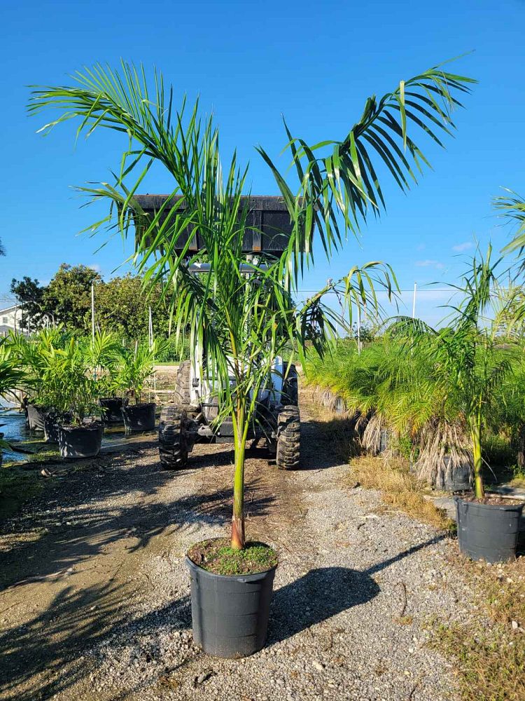 roystonea-regia-roystonea-elata-florida-royal-palm-cuban-royal-palm-royal-palm