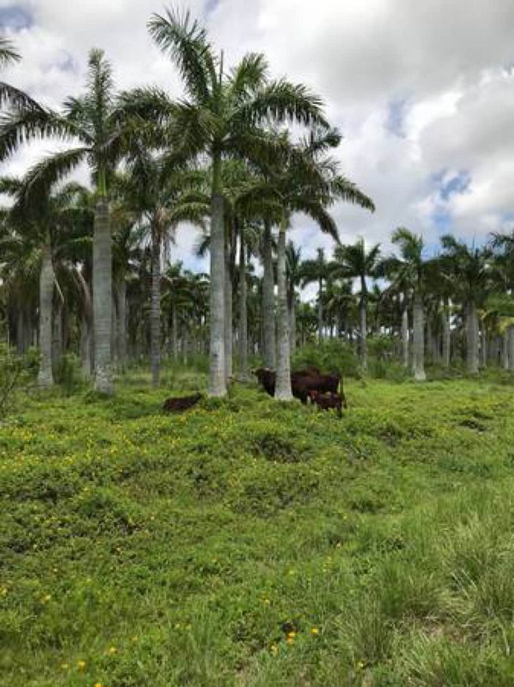 roystonea-regia-roystonea-elata-florida-royal-palm-cuban-royal-palm-royal-palm