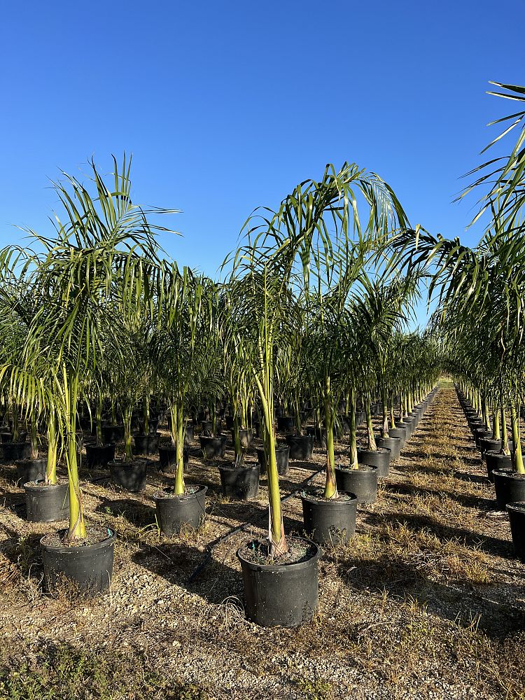roystonea-regia-roystonea-elata-florida-royal-palm-cuban-royal-palm-royal-palm