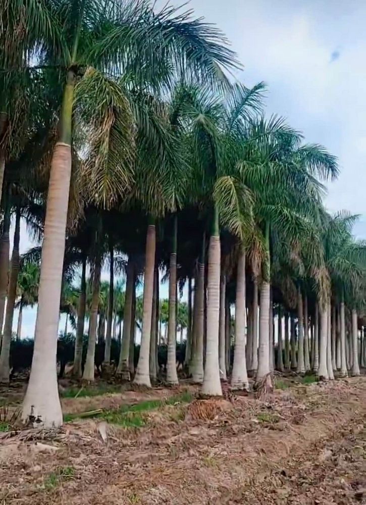 roystonea-regia-roystonea-elata-florida-royal-palm-cuban-royal-palm-royal-palm