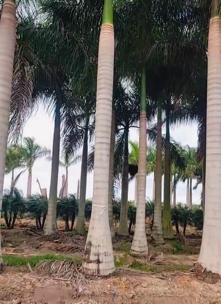 roystonea-regia-roystonea-elata-florida-royal-palm-cuban-royal-palm-royal-palm