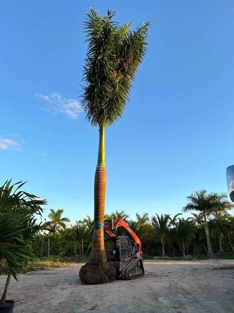 roystonea-regia-roystonea-elata-florida-royal-palm-cuban-royal-palm-royal-palm