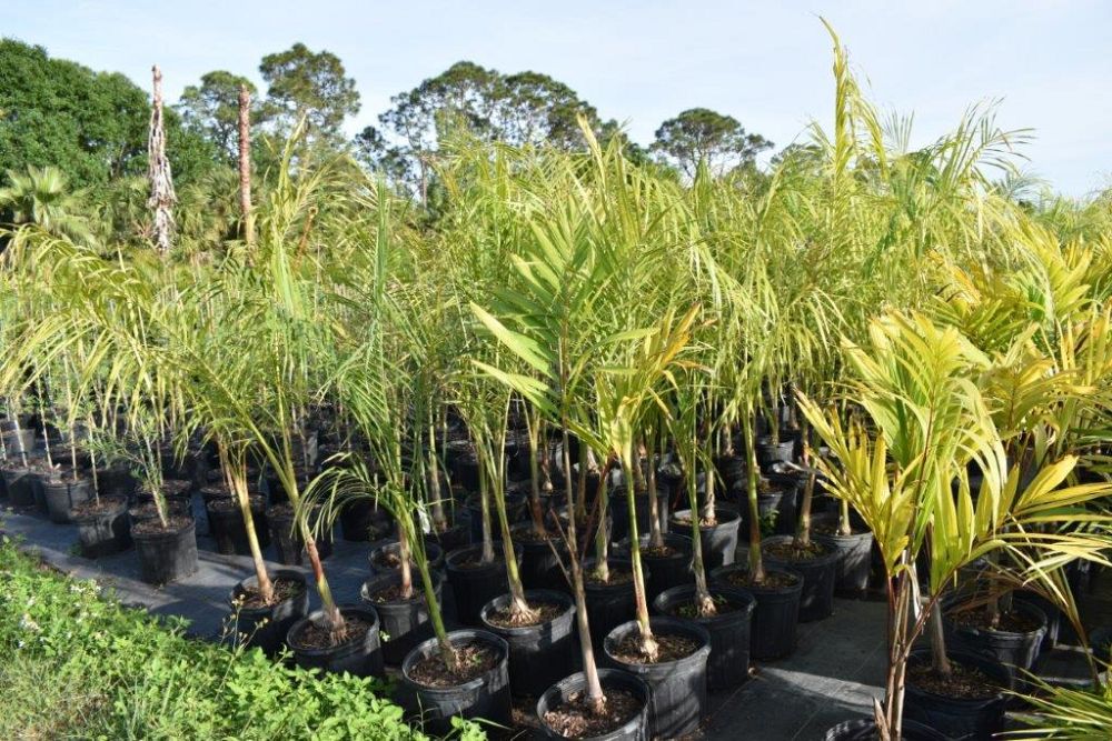 roystonea-regia-roystonea-elata-florida-royal-palm-cuban-royal-palm-royal-palm