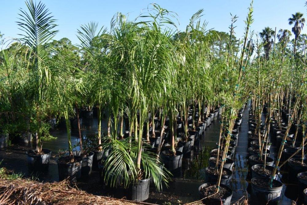 roystonea-regia-roystonea-elata-florida-royal-palm-cuban-royal-palm-royal-palm