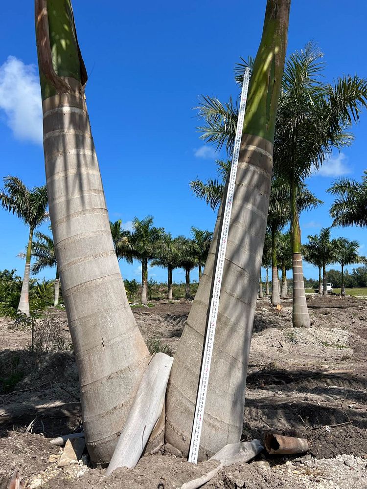 roystonea-regia-roystonea-elata-florida-royal-palm-cuban-royal-palm-royal-palm