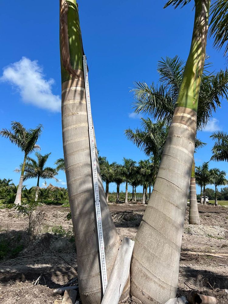 roystonea-regia-roystonea-elata-florida-royal-palm-cuban-royal-palm-royal-palm