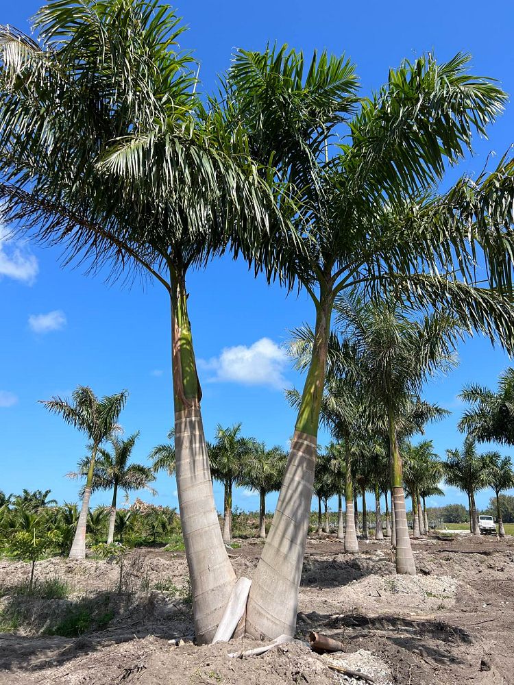 roystonea-regia-roystonea-elata-florida-royal-palm-cuban-royal-palm-royal-palm