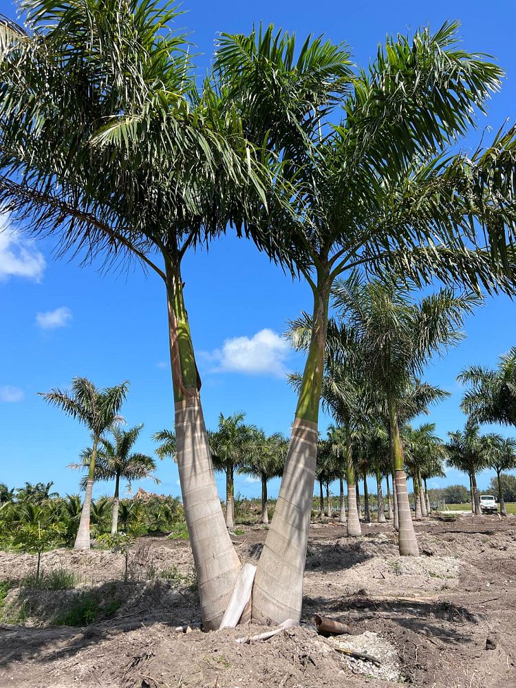 roystonea-regia-roystonea-elata-florida-royal-palm-cuban-royal-palm-royal-palm