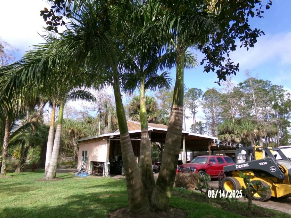 roystonea-regia-roystonea-elata-florida-royal-palm-cuban-royal-palm-royal-palm