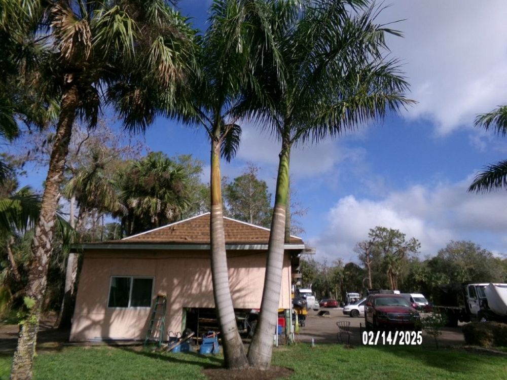 roystonea-regia-roystonea-elata-florida-royal-palm-cuban-royal-palm-royal-palm