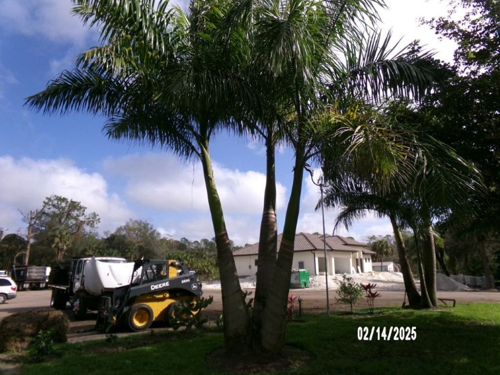 roystonea-regia-roystonea-elata-florida-royal-palm-cuban-royal-palm-royal-palm