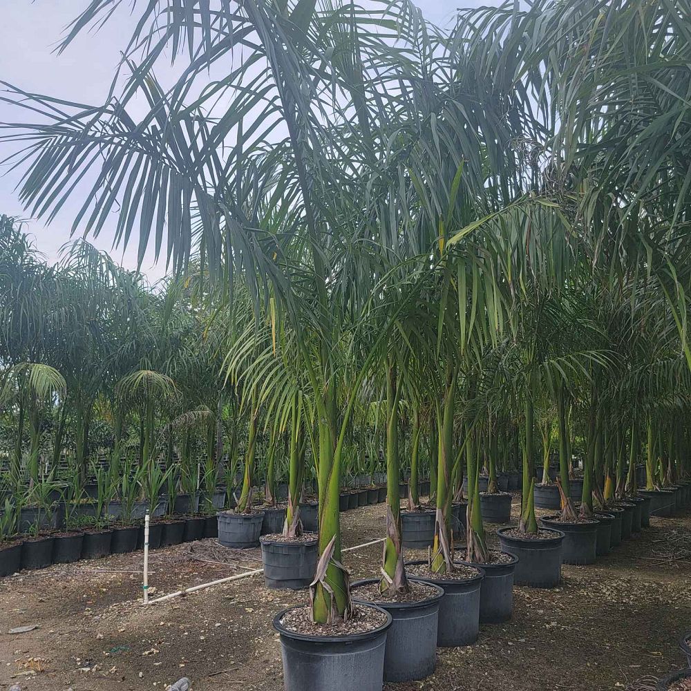 roystonea-regia-roystonea-elata-florida-royal-palm-cuban-royal-palm-royal-palm