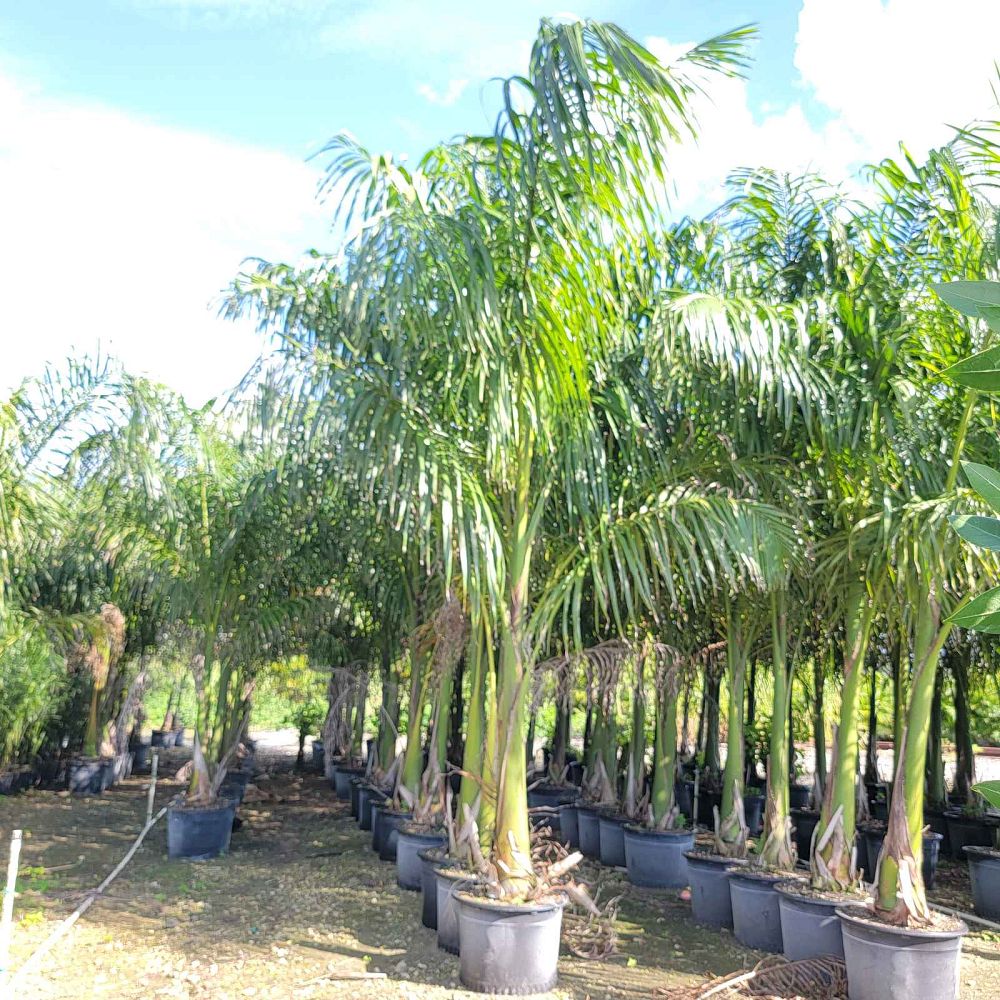 roystonea-regia-roystonea-elata-florida-royal-palm-cuban-royal-palm-royal-palm
